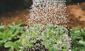 agriculture